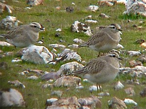 Eurasian Dotterel - Charadrius morinellus © John Muddeman